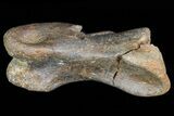 Struthiomimus Hand Bone - Montana #72531-2